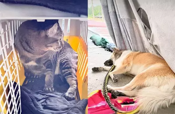 ペットたちを置いて自分だけ避難できない！洪水中、屋根の上で29時間とどまった女性