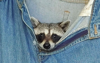 保護されたアライグマのお気に入りはお古のジーンズ！みんなが一斉に入り込む