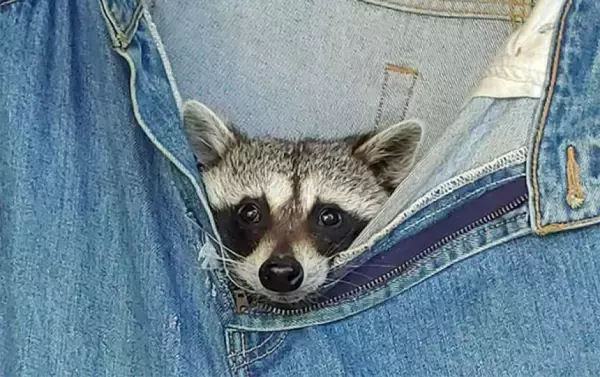 保護されたアライグマのお気に入りはお古のジーンズ！みんなが一斉に入り込む