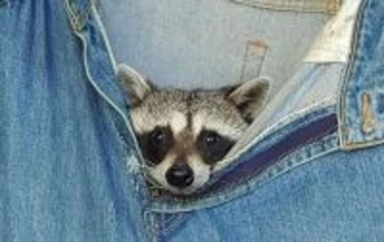保護されたアライグマのお気に入りはお古のジーンズ！みんなが一斉に入り込む