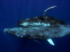 世界初！ザトウクジラの交尾の瞬間の撮影に成功。だがオス同士だった