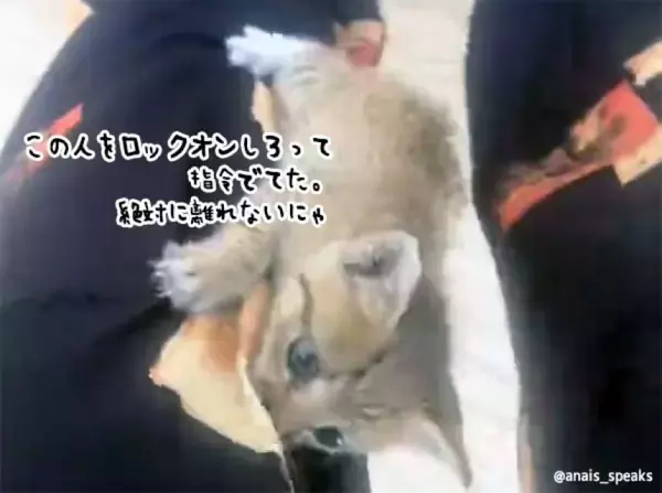 NNNの仕事早すぎ！引っ越してきたばかりの女性にしがみつき、懐に入った子猫が家族の一員に