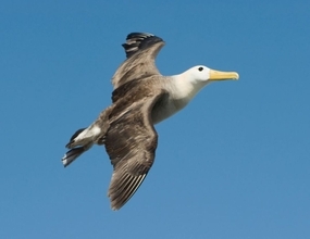絶滅危惧種のガラパゴスアホウドリがアメリカで初めて目撃される