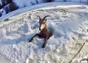 氷にすっぽり。首から下がはまりこんだ野生の羊の救出大作戦（アメリカ）