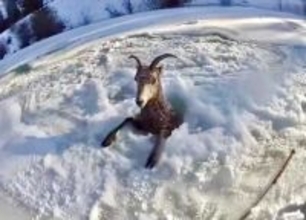 氷にすっぽり。首から下がはまりこんだ野生の羊の救出大作戦（アメリカ）