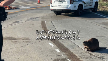だが断る！頑固なビーバーに警察官が説得を試みるも道路から立ち退こうとしない