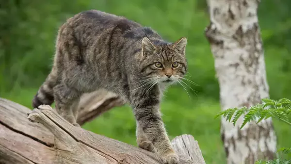 猫かと思ったら希少なスコットランドヤマネコ！川をすいすい泳ぐ姿が目撃される