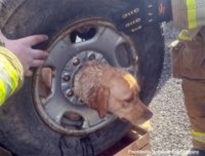 タイヤに頭を突っ込んだ犬、完全にぬけなくなり消防隊員がプラズマ切断機で救出する事態に
