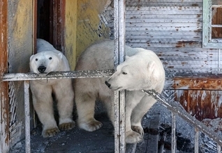 廃墟となったロシアの北極研究所に住み着いたホッキョクグマたちの日常