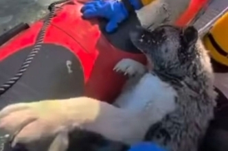 寒波のアメリカで氷の中から救出される動物が相次ぐ