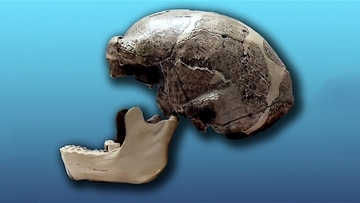 ホモ・エレクトスとデニソワ人の交配による遺伝子変異が一部地域の現代人に残されていた
