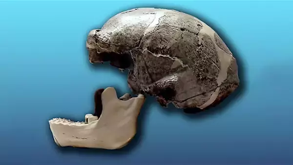 ホモ・エレクトスとデニソワ人の交配による遺伝子変異が一部地域の現代人に残されていた