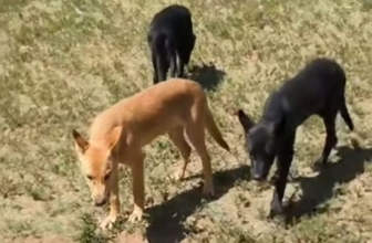 イエローストーンのオオカミとピットブルの間に生まれた8匹のウルフドッグたち