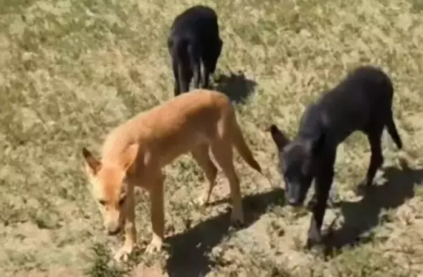 イエローストーンのオオカミとピットブルの間に生まれた8匹のウルフドッグたち