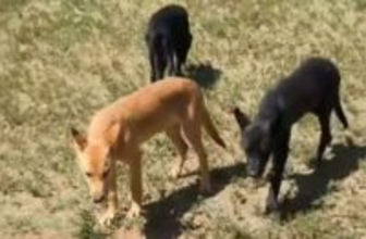 イエローストーンのオオカミとピットブルの間に生まれた8匹のウルフドッグたち