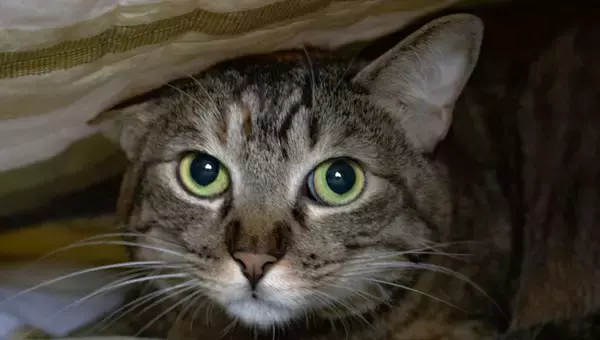 動物病院の猫、閉院後の失踪事件の謎をプロの探知犬が解決！