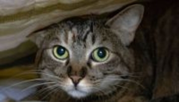 動物病院の猫、閉院後の失踪事件の謎をプロの探知犬が解決！