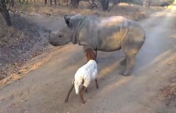 君はともだち。密猟で母を失い孤児となったサイの心の支えとなったのは羊だった
