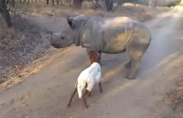 君はともだち。密猟で母を失い孤児となったサイの心の支えとなったのは羊だった