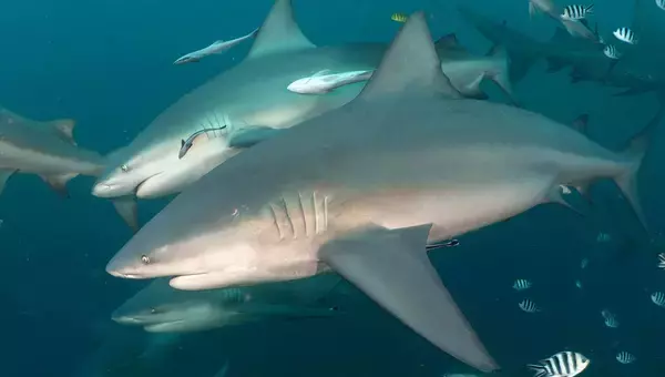 オオメジロザメは友情を築き、特定の仲間と行動を共にする