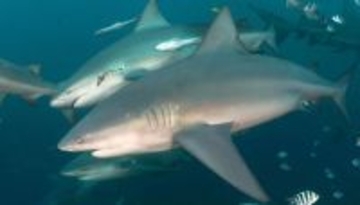 オオメジロザメは友情を築き、特定の仲間と行動を共にする