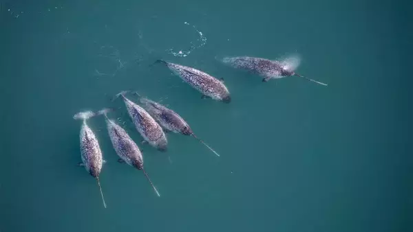 イッカクが人間の代わりにグリーンランドの海を調査。氷河の前で暖かい海水を発見