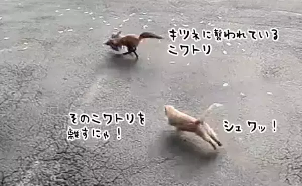 私の家族に手を出すな！ニワトリを襲うキツネを全力で追い払った老猫