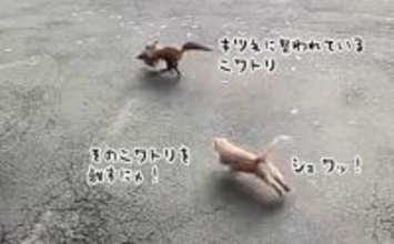 私の家族に手を出すな！ニワトリを襲うキツネを全力で追い払った老猫