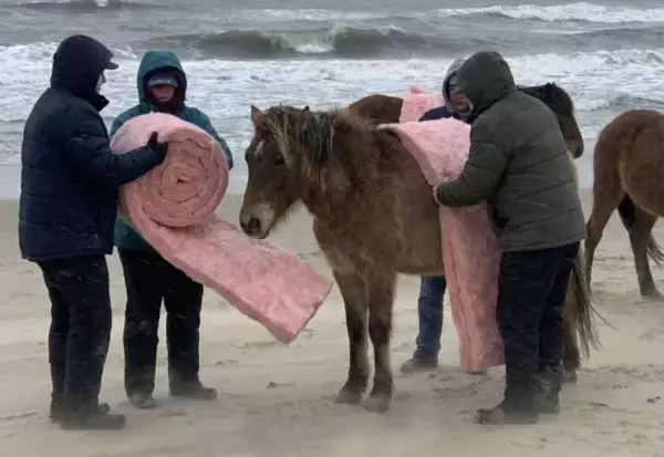 多くの人が信じた「寒さのため断熱材に包まれた野生馬の写真」は生成AIだった