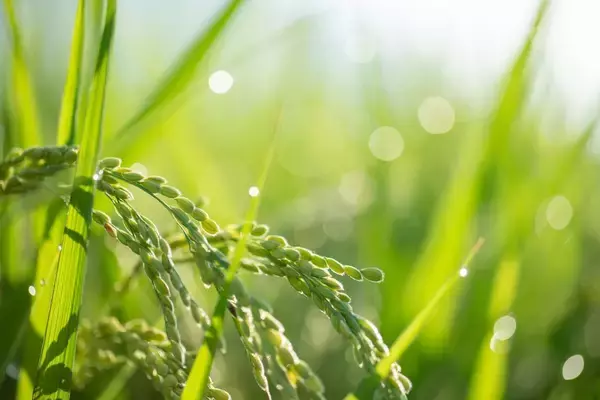 植物は雨の音を感知できる。イネは雨音を聞いて発芽することを初めて証明