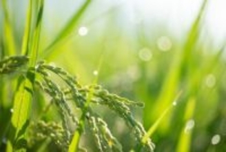 植物は雨の音を感知できる。イネは雨音を聞いて発芽することを初めて証明