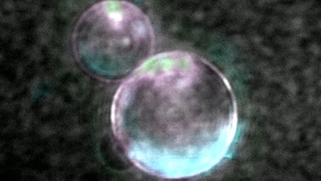 摂食と繁殖が可能な人工細胞を化学物質から生み出した科学者たち
