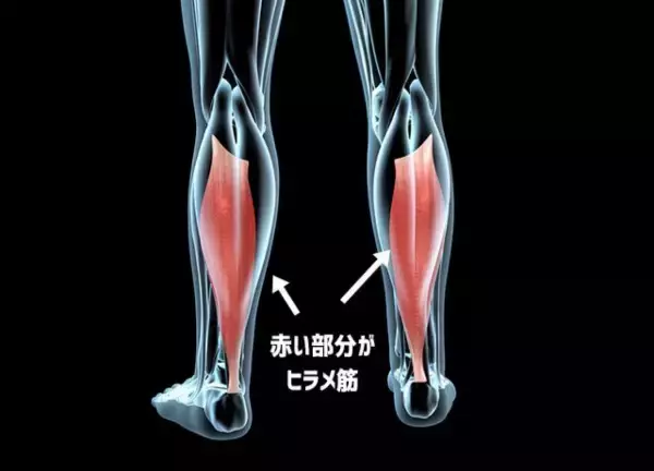 座りっぱなしの人の為の簡単エクササイズ。ヒラメ筋を動かすだけで全身の代謝がアップするという最新研究