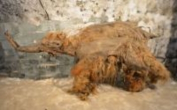 永久凍土で眠っていた3万9千年前のケナガマンモスから史上最古のRNAを解読