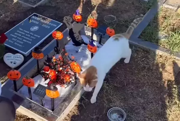 愛猫の墓参り中に現れた猫、天国からの贈り物だったのかもしれない