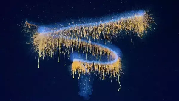変な生き物がいっぱい！ブラジル沖の深海で31種の新種を発見