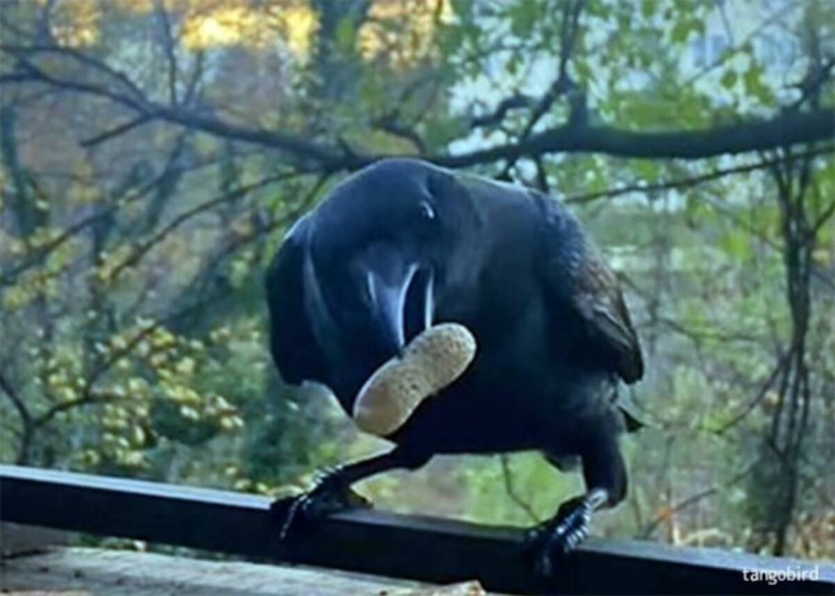 野生のカラスと絆を結んだ女性 恩返しに様々なプレゼントをもらう なんと硬貨まで 22年1月28日 エキサイトニュース