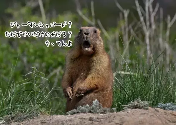 裏庭に侵入したウッドチャック、ジャーマンシェパードに喧嘩を売る