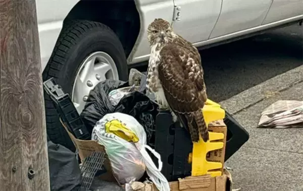 ゴミの山から動かないアカオノスリを発見。翼を負傷した誇り高き猛禽類の救助劇