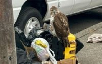 ゴミの山から動かないアカオノスリを発見。翼を負傷した誇り高き猛禽類の救助劇