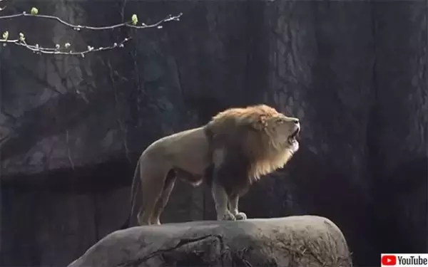 王者の咆哮。動物園に響き渡るライオンの雄叫びに拍手喝采（要音声）