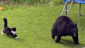 最強の自宅警備員は猫！クマに向かって突進し庭から追い払う（カナダ）