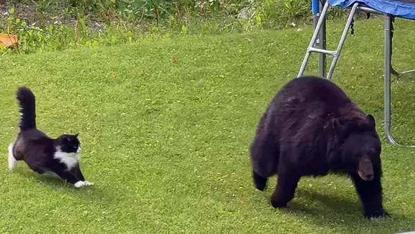 最強の自宅警備員は猫！クマに向かって突進し庭から追い払う（カナダ）