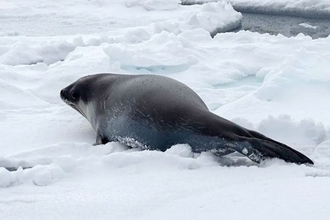 めったに見ることができない、ロスアザラシの貴重な水中写真が公開される