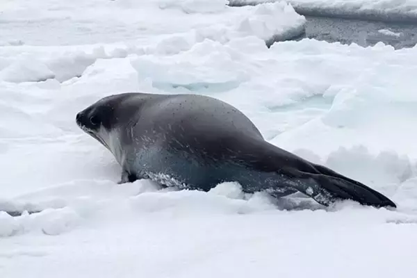 めったに見ることができない、ロスアザラシの貴重な水中写真が公開される
