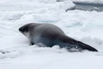 めったに見ることができない、ロスアザラシの貴重な水中写真が公開される