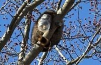 瓶に頭を突っ込んだ状態で木に登ったアライグマの救出劇