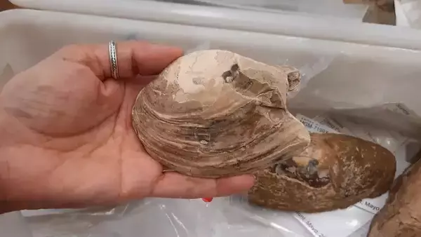 赤ちゃんを身ごもっていた1億2500万年前の二枚貝の化石を発見