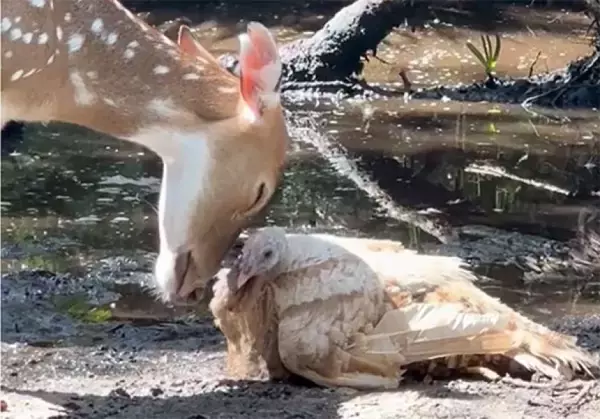 鹿と七面鳥に芽生えた尊い絆。常に寄り添いお互いをいたわるやさしい世界