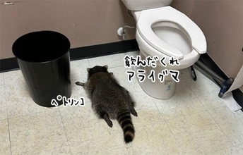 酒屋に侵入したアライグマが酒をガブ飲み。酔っぱらってトイレで行き倒れる